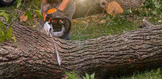 Best Hazardous Tree Removal  in Crowley, TX