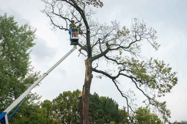 How Our Tree Care Process Works  in Crowley, TX