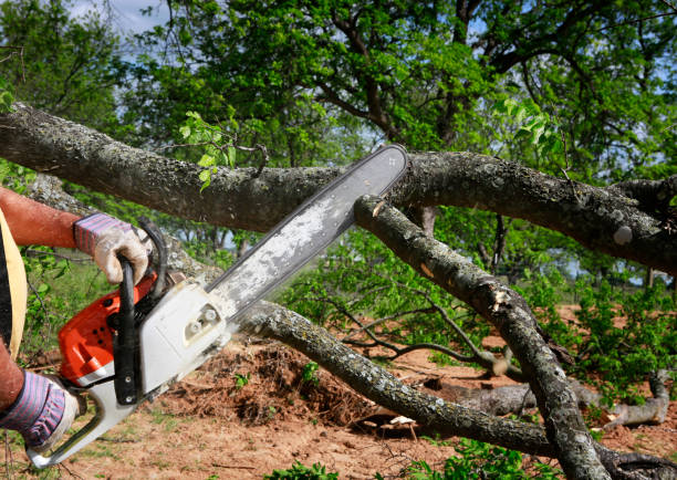 Best Hazardous Tree Removal  in Crowley, TX